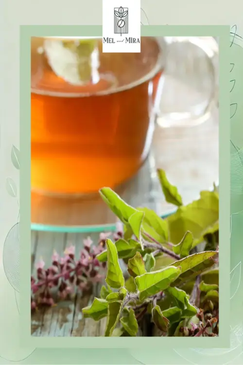 Tulsi Hint Fesleğeni Bitki Çayı