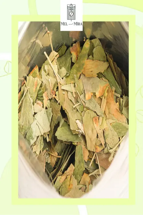 Premium Ginkgo Biloba, Mabet Ağacı Yaprağı