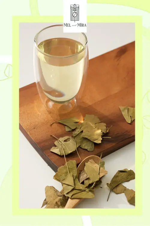 Premium Ginkgo Biloba, Mabet Ağacı Yaprağı