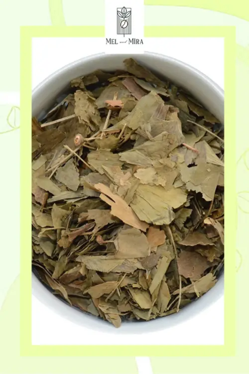 Premium Ginkgo Biloba, Mabet Ağacı Yaprağı