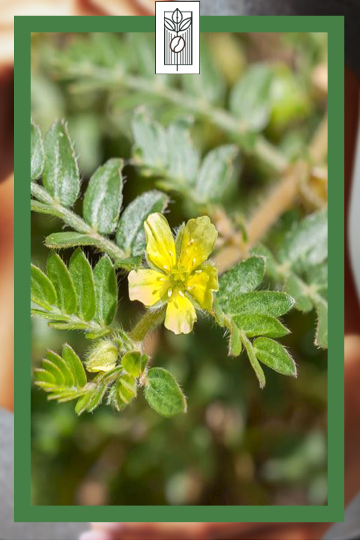 Organik Demir Dikeni (Deve Çökerten) Tozu - Görsel 4